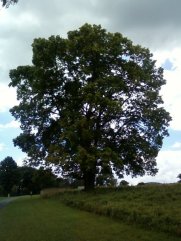 45040_1256962322515_4676248_n